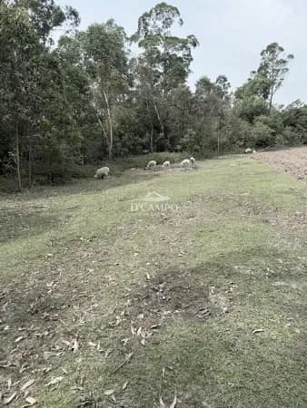 Fazenda/Sítios/Chácaras em Gravataí - Itacolomi I (Itacolomi)