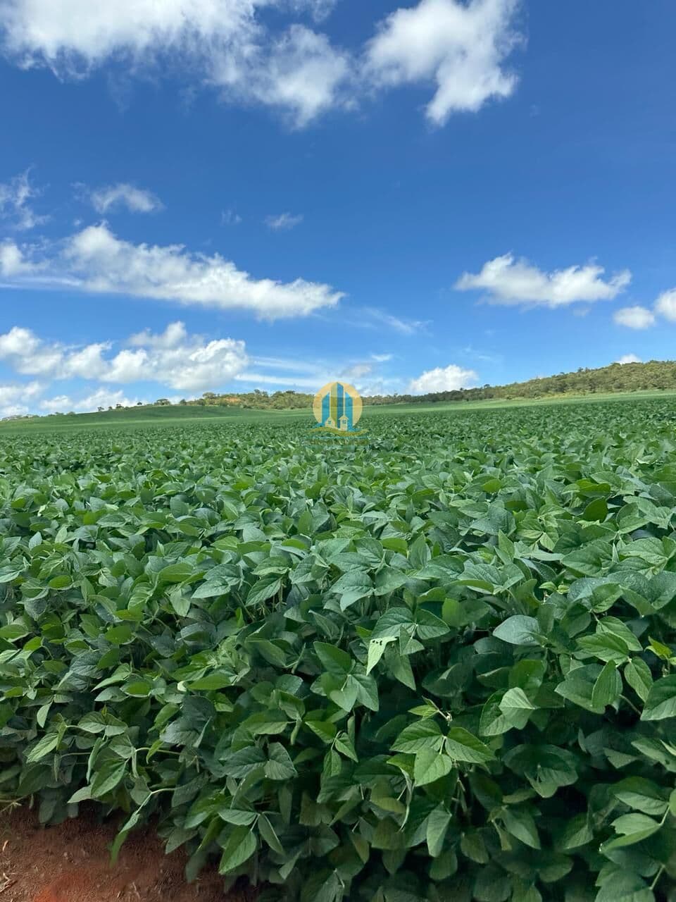 Fazenda à Venda – Cocalzinho de Goiás/GO