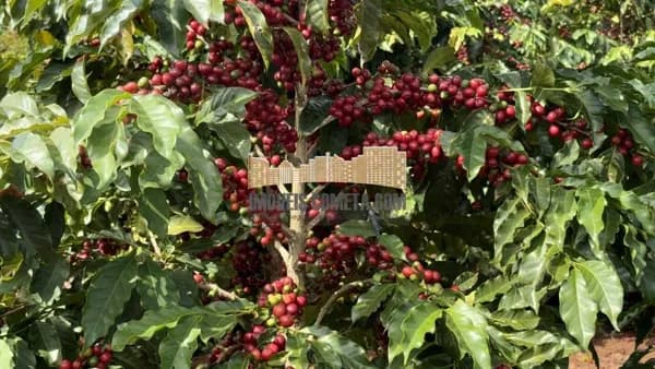 Fazenda/Sítios/Chácaras em Águas da Prata - Zona Rural