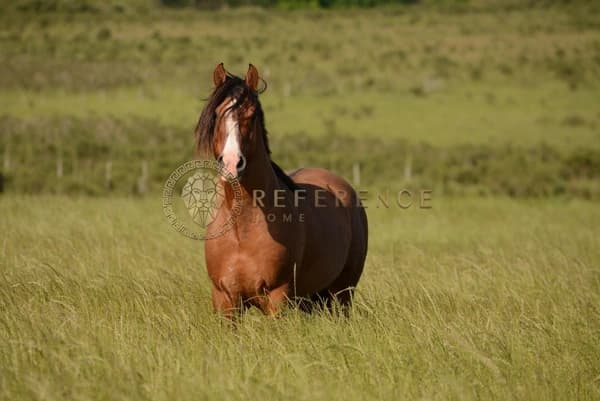 HARAS NO INTERIOR DE JUNDIAÍ – 44 BAIAS, PISTA DE EQUITAÇÃO E INFRAESTRUTURA COMPLETA - JUNDIAÍ/SP