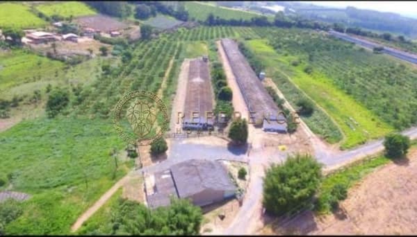 GRANJA 7 ALQUEIRES | 3 PAVILHÕES 60 MIL FRANGOS | FORNECEDORA JBS SEARA - Pilar do Sul/SP