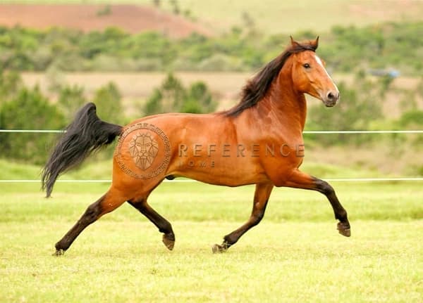 HARAS À VENDA NA REGIÃO DE JUNDIAÍ – 644.000 M² COM CASAS, BAIAS, PISCINAS E ÁREA DE LAZER COMPLETA – SP