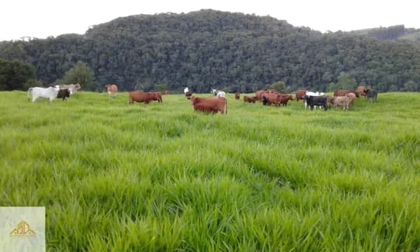 Fazenda/Sítios/Chácaras em Entre Rios do Sul - Centro