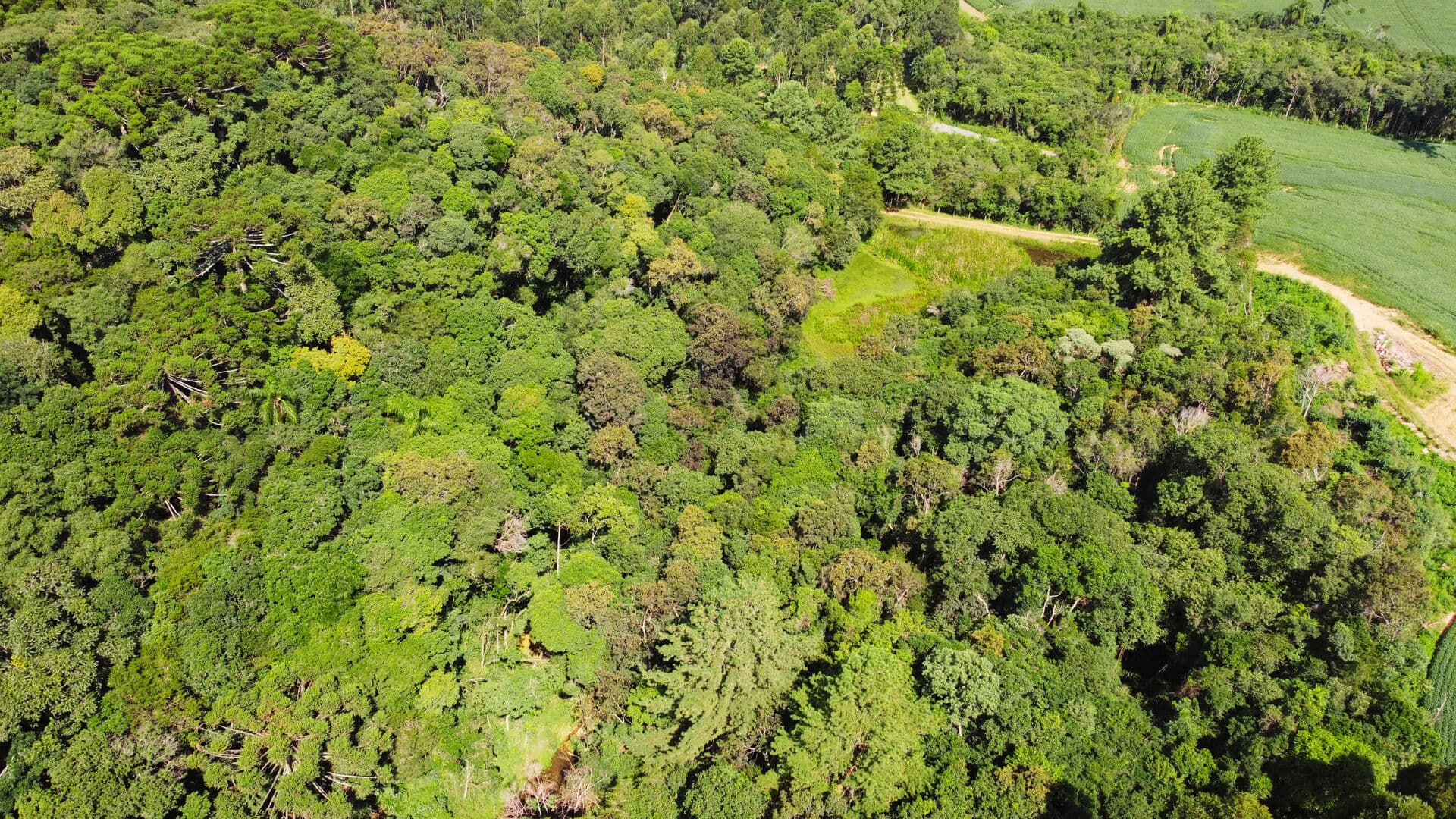 Terreno para Chácara com 20.000 m² em Campo Largo – Apenas 10 min do Centro e Linda Vista
