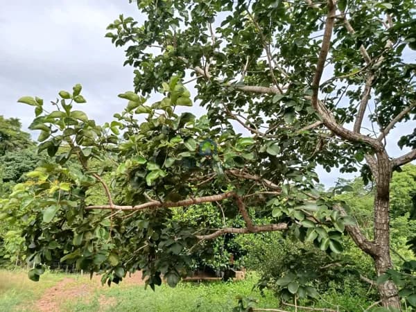 Fazenda/Sítios/Chácaras em Senador Canedo - Recanto dos Sonhos