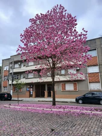 Apartamento em Bagé - Centro