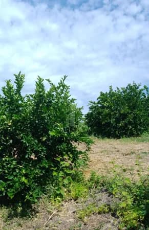 Fazenda/Sítios/Chácaras em Santa Adélia - Centro