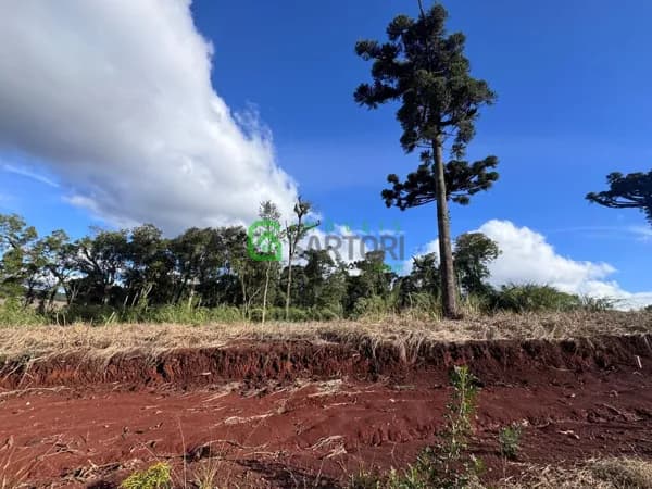 Terreno no loteamento Araucária