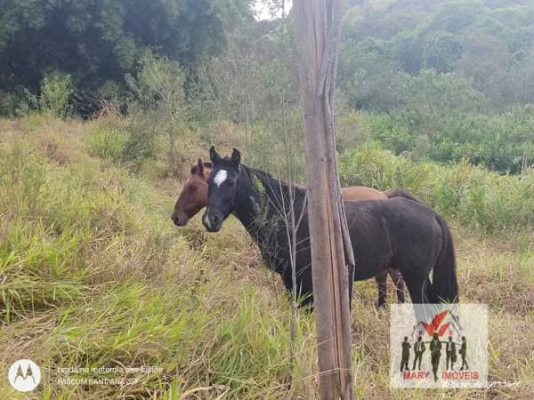Fazenda/Sítios/Chácaras em Bandeira do Sul - Centro