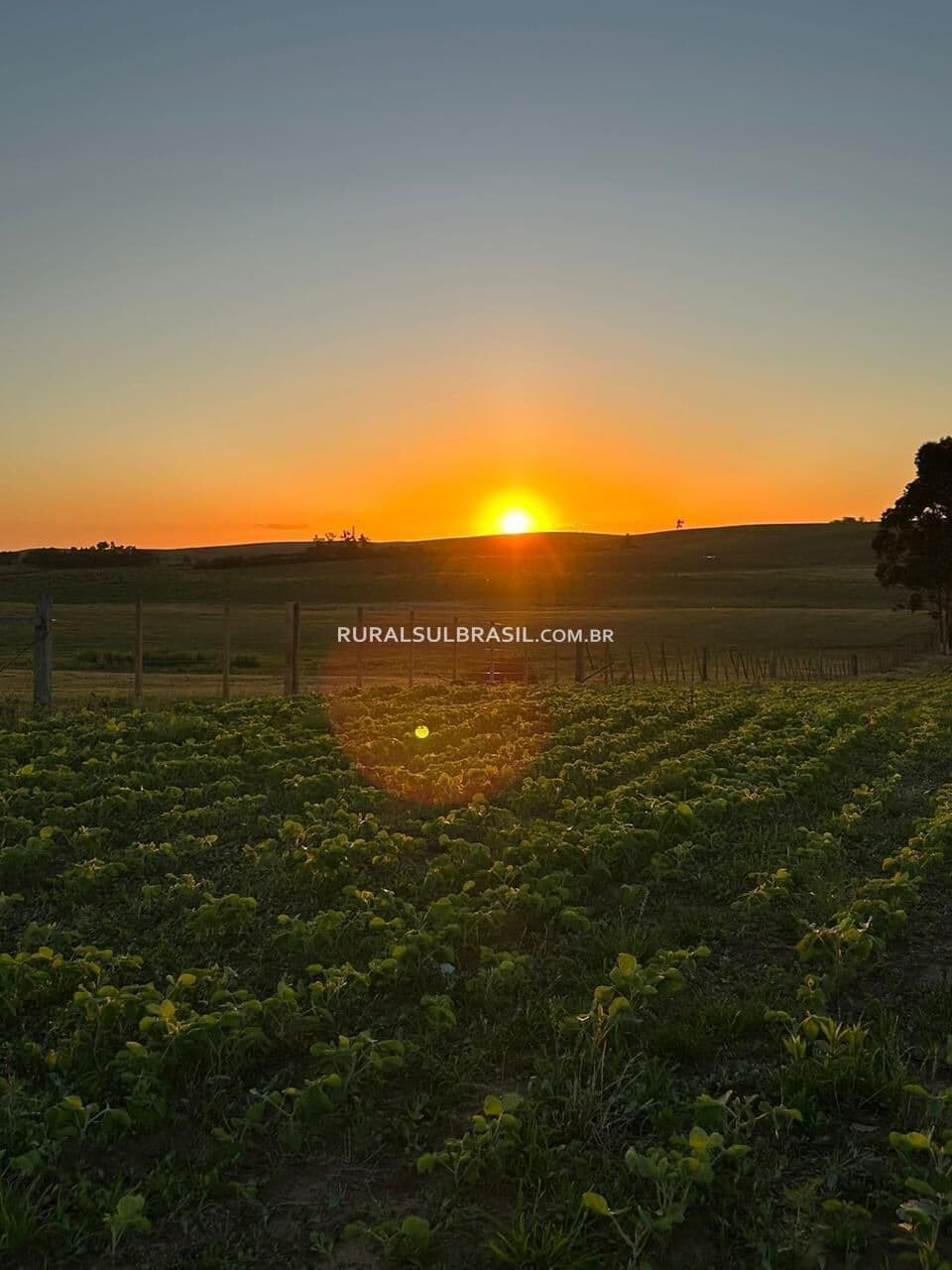 RS●FAZENDA●1.150 HECTARES●PRODUTIVA | ESTRATÉGICA | CONSOLIDADA