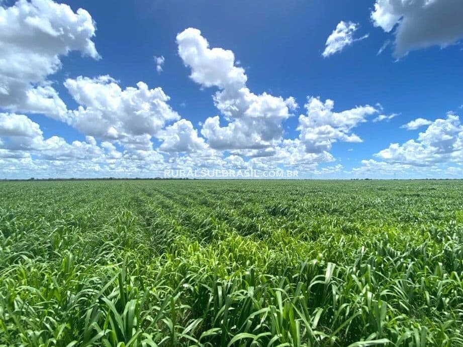 GOIÁS●FAZENDA●950 ALQUEIRES●AGRICULTURA/PECUÁRIA