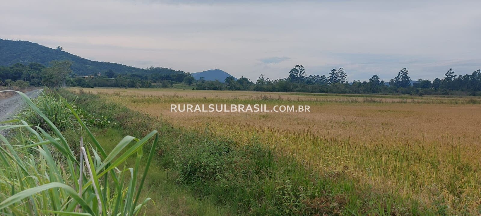 SC●SITIO●4,5 HECTARES●MORAR E PRODUZIR●400M DO ASFALTO