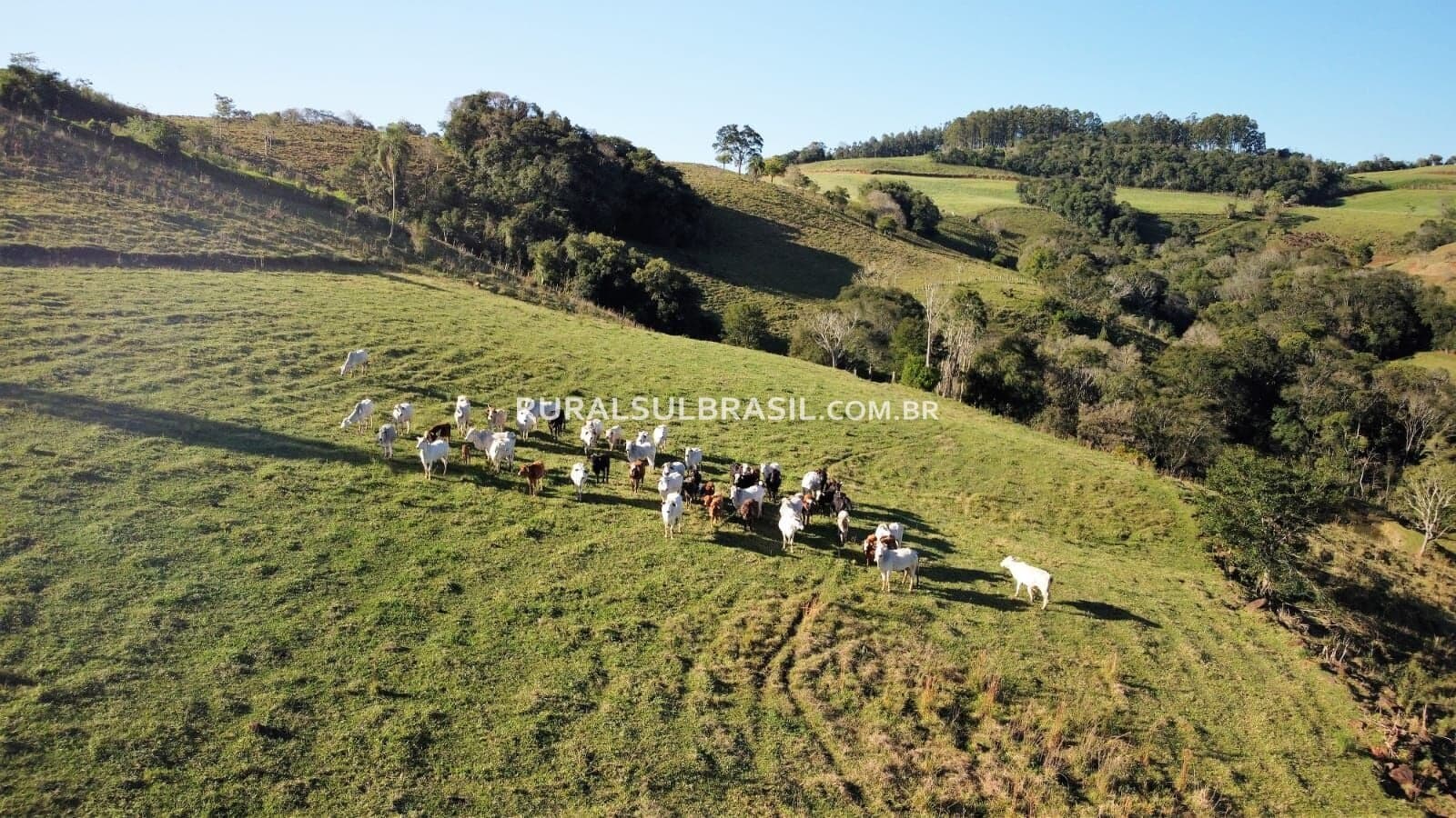 SC●FAZENDA●48 HECTARES _ PECUÁRIA_ OESTE DE SC