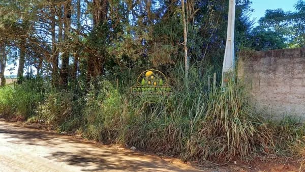 Terreno plano a apenas 100 metros do alsfalto