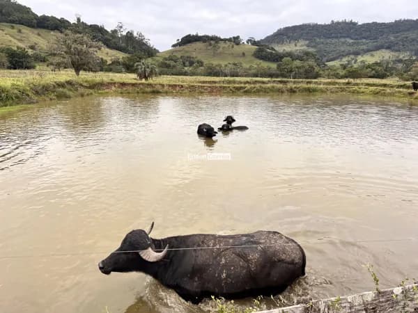 🌿 SÍTIO À VENDA EM TAQUARA/RS | 21 Hectares com 5 Açudes e Arroio