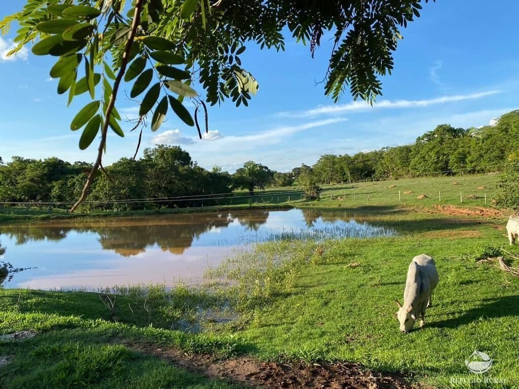 FAZENDA EM ISRAELÂNDIA/GO
