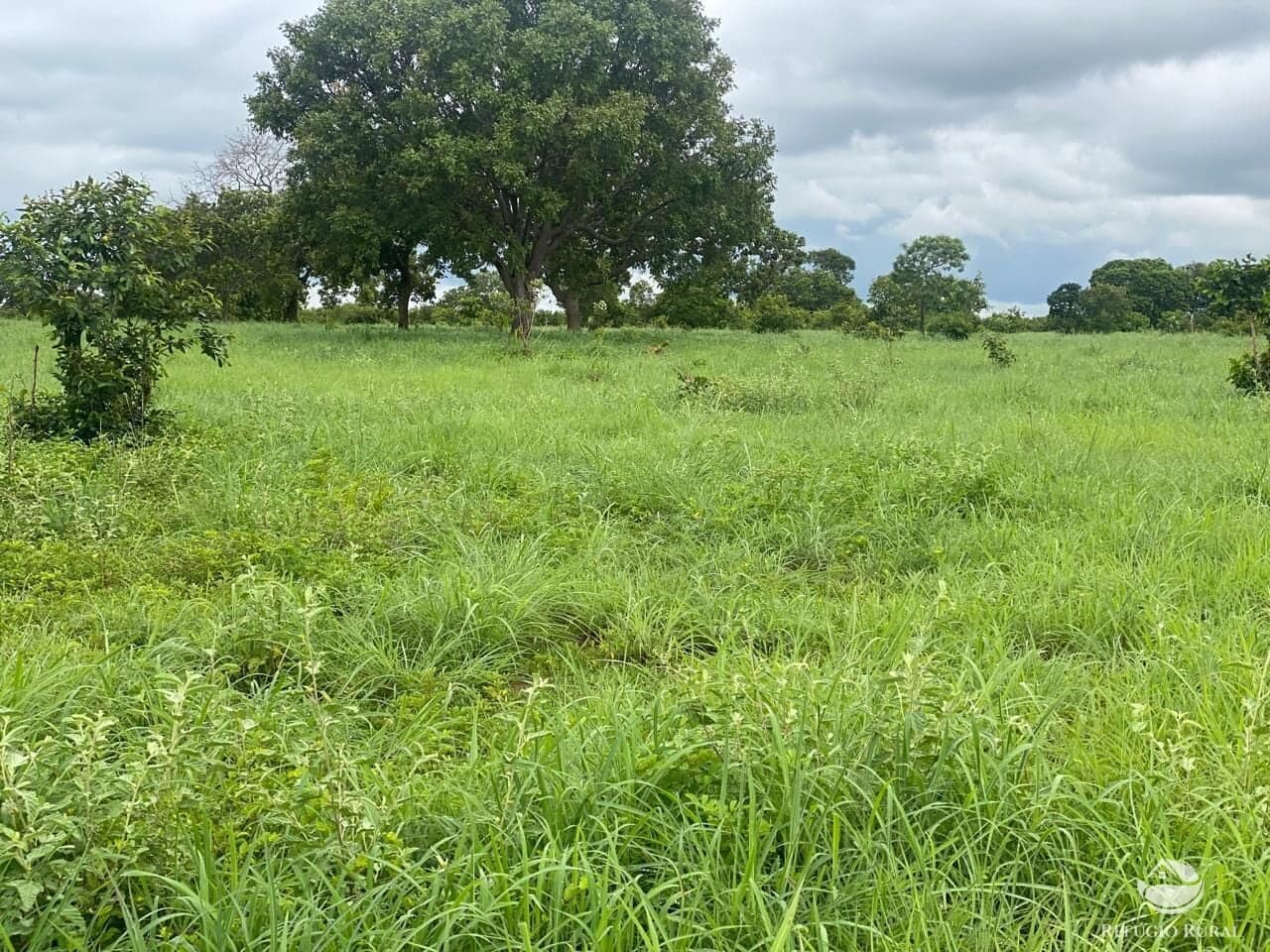 FAZENDA EM CRIXÁS DO TOCANTINS/TO