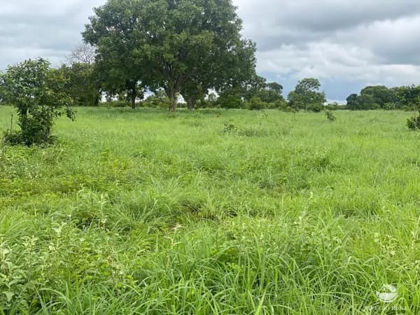 FAZENDA EM CRIXÁS DO TOCANTINS/TO