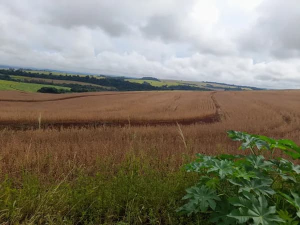 Área rural à venda 10 alqueires Londrina pr Caiçaras - R$ 330.000 por alq - Londrina/PR