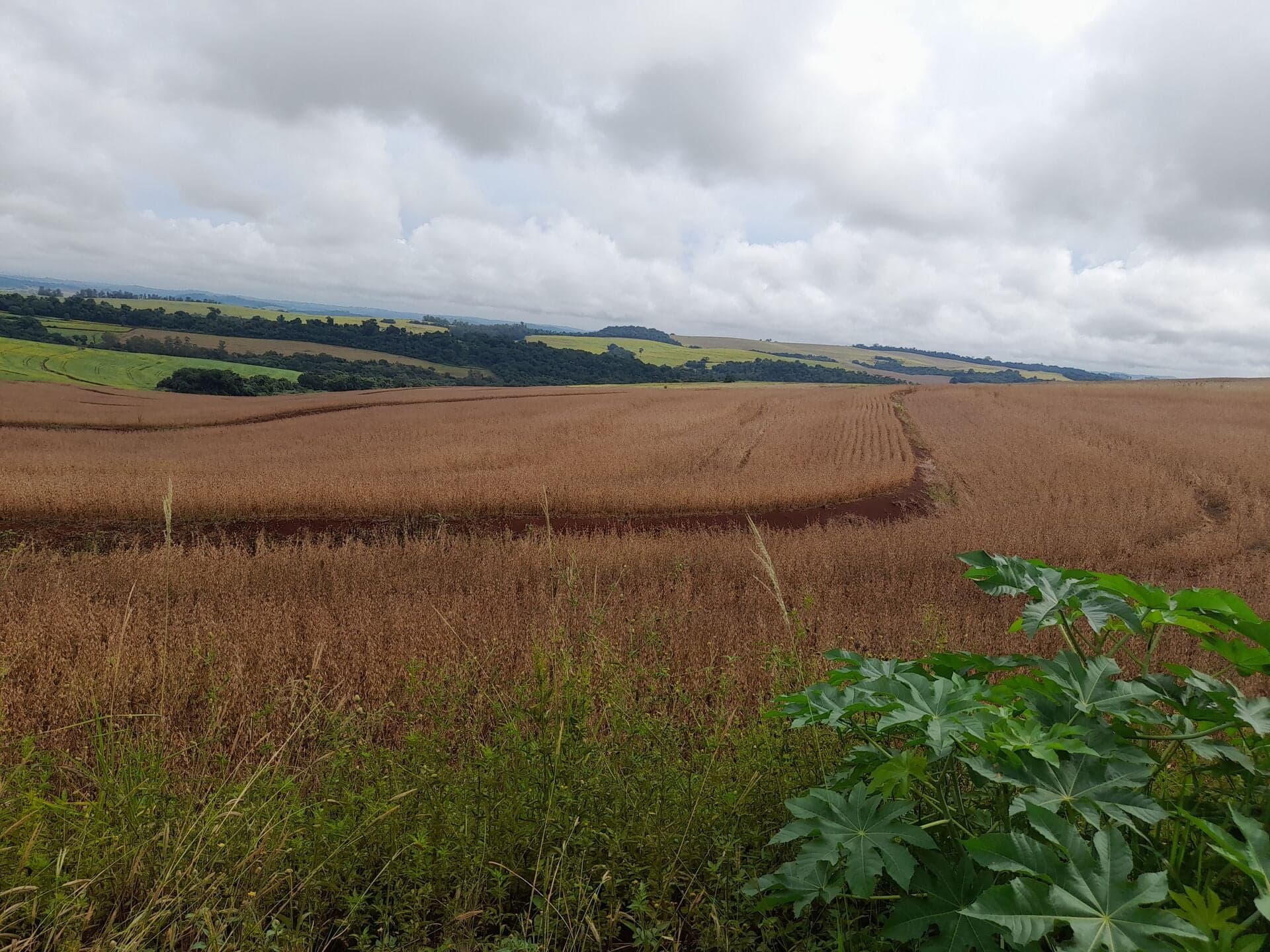 Área rural à venda 10 alqueires Londrina pr Caiçaras - R$ 330.000 por alq - Londrina/PR