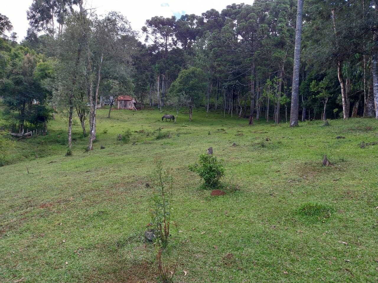 🏡BAGATELA! Chácara à Venda na Colônia São Rafael (10km da serra do leão) só R$ 170.000 !!
