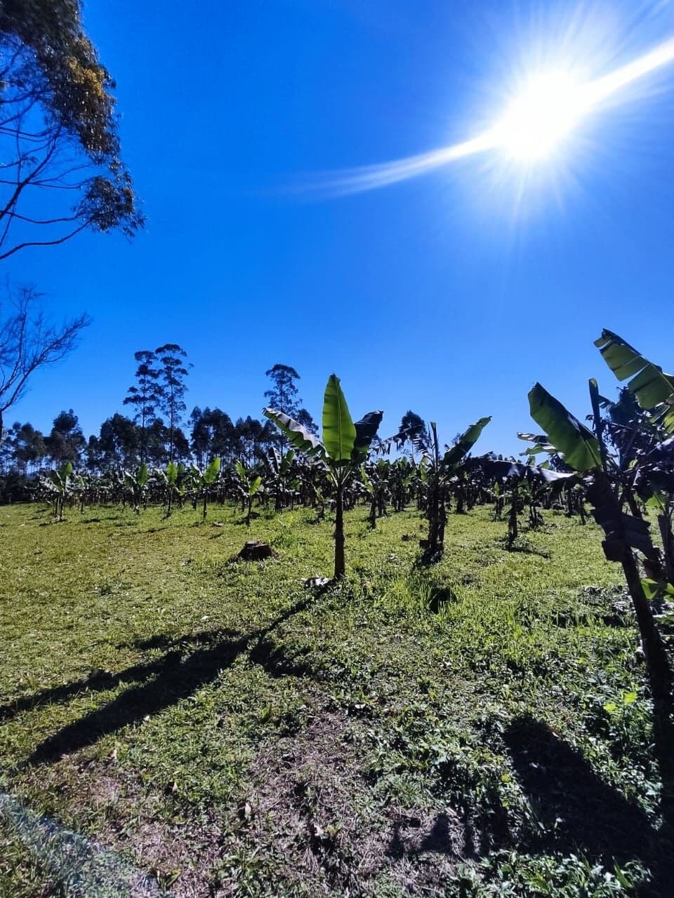 Sítio 2.5 hectares em Forquilhinha São João Do Sul/SC