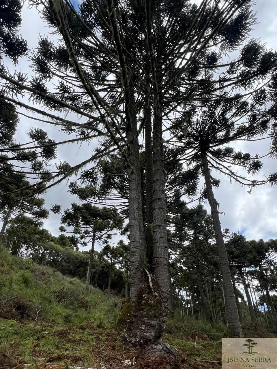 Fazenda/Sítios/Chácaras em Urubici - Rio Dos Bugres