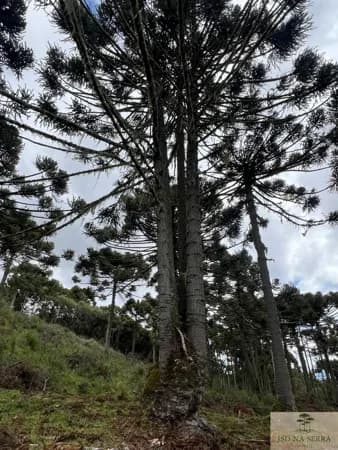 Fazenda/Sítios/Chácaras em Urubici - Rio Dos Bugres