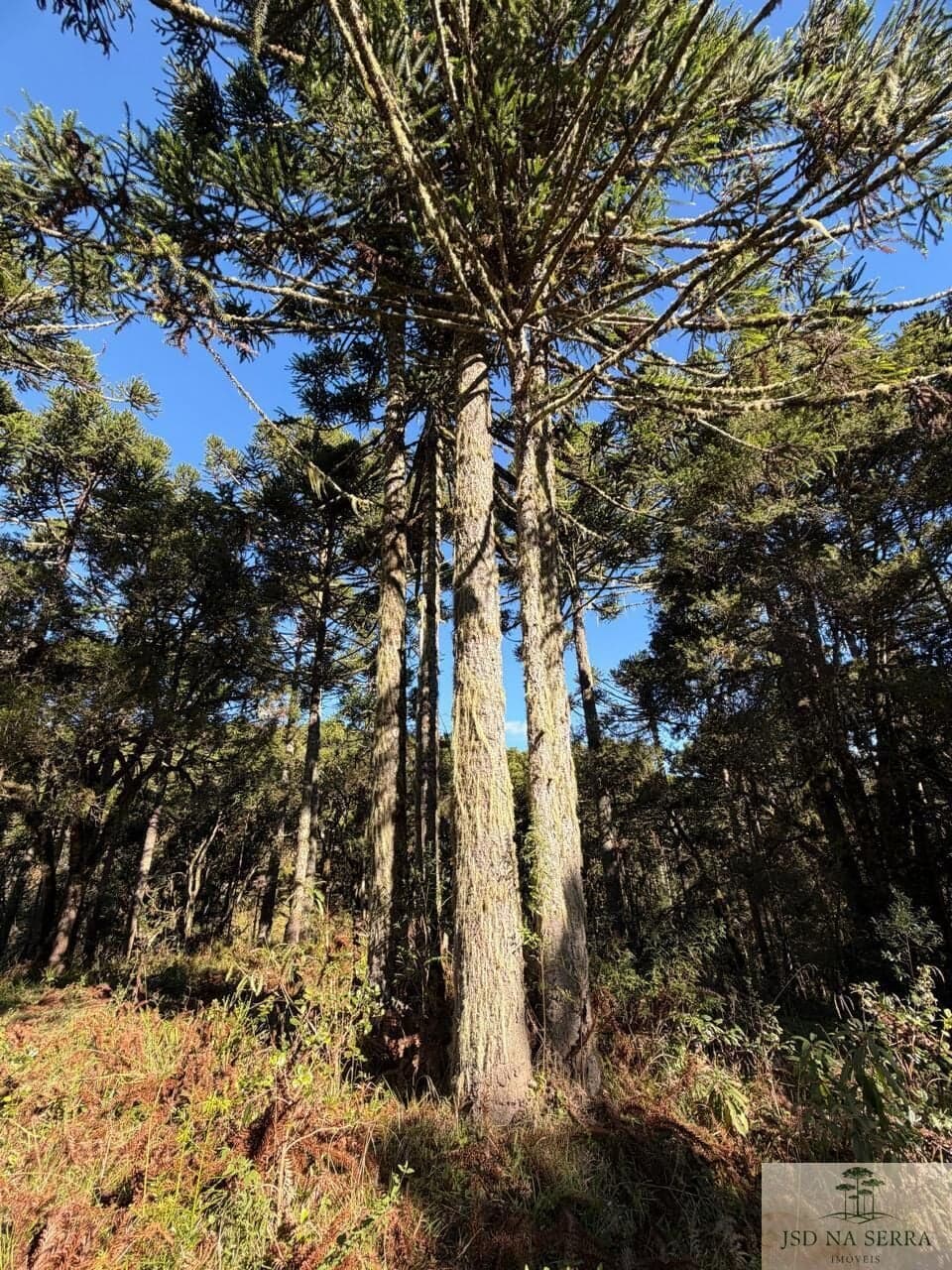 Fazenda/Sítios/Chácaras em Urupema - Pinheiros