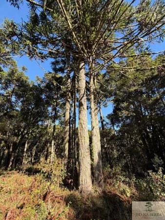 Fazenda/Sítios/Chácaras em Urupema - Pinheiros