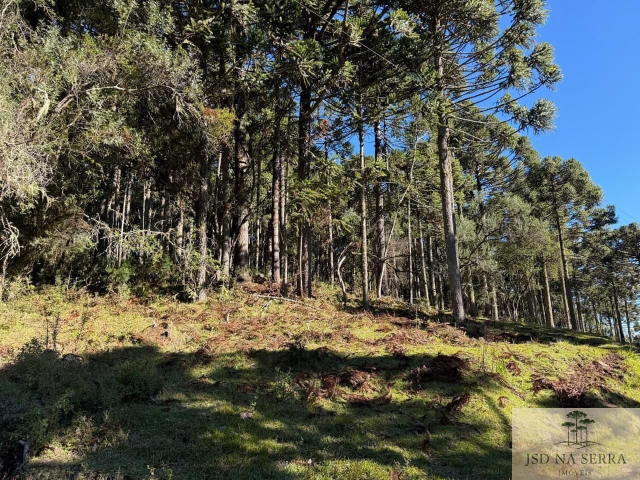 Fazenda/Sítios/Chácaras em Urupema - Pinheiros