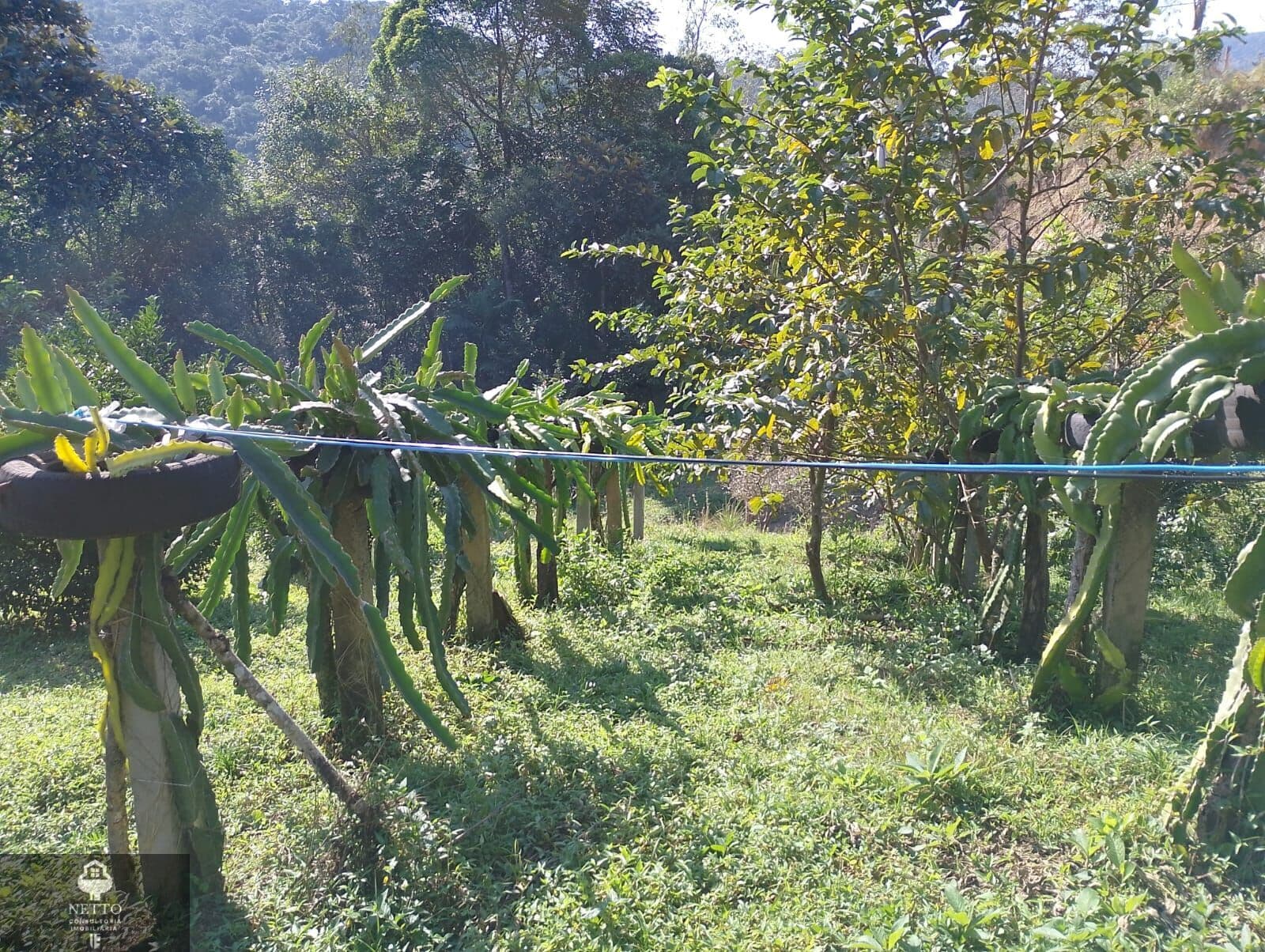 Terreno para sítio em Urussanga bairro Dvilla