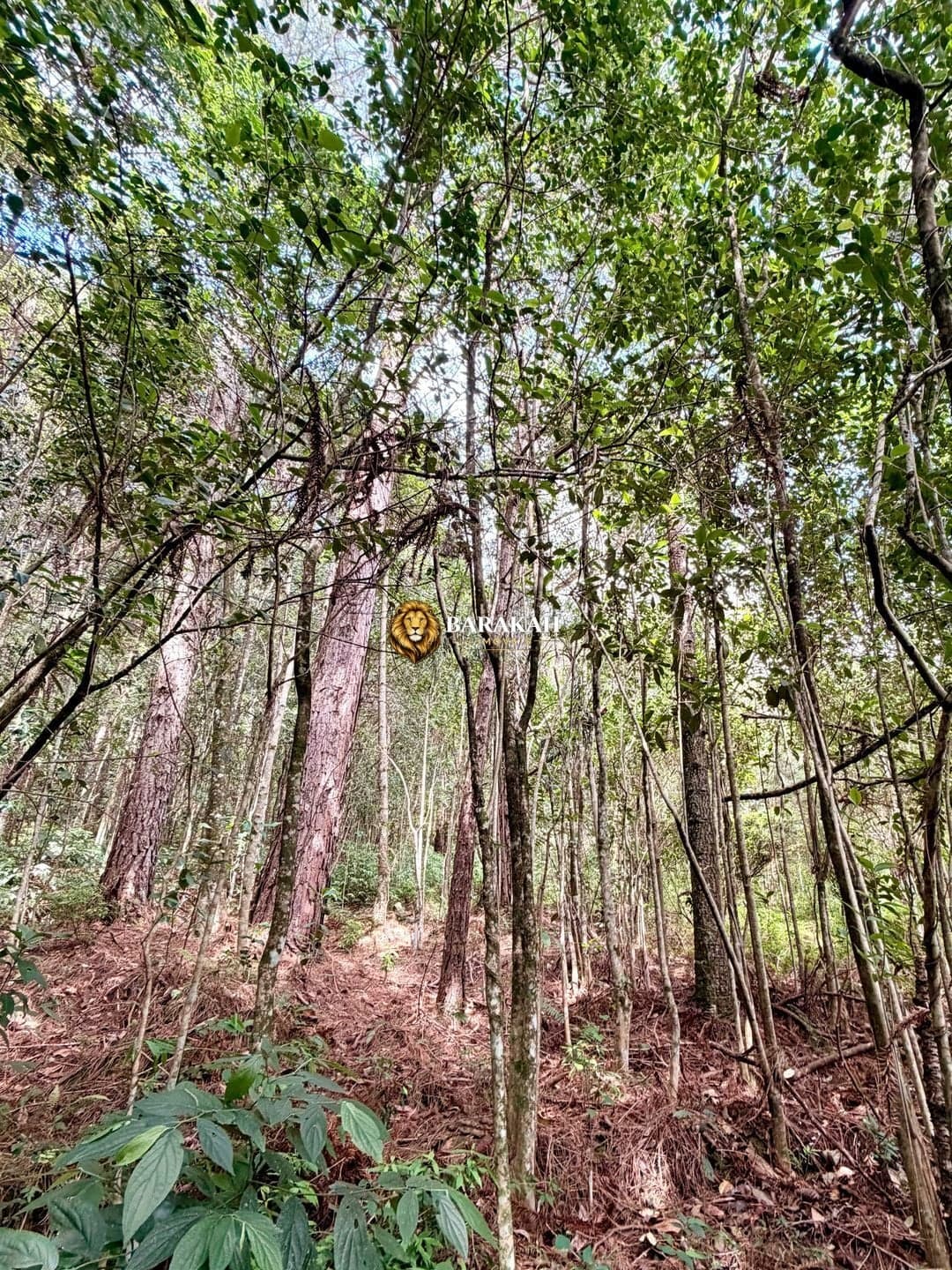 Chácara à venda em Caxias do Sul/RS