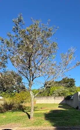 Terreno em Condomínio em Coqueiral, Cascavel/PR