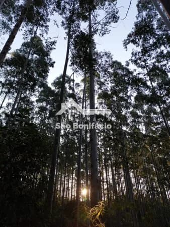 Área Rural em Rio Chicão, São Bonifácio/SC