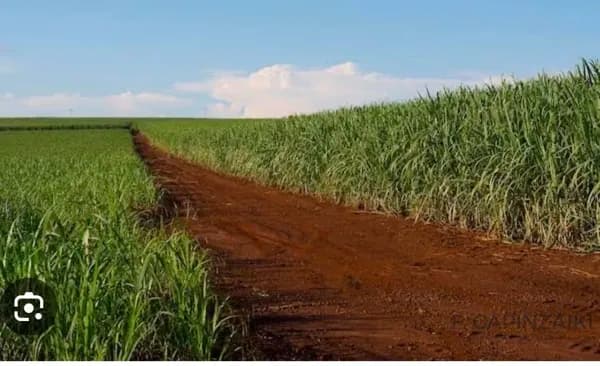 Fazenda de cana em Jaú - 10 alqueires