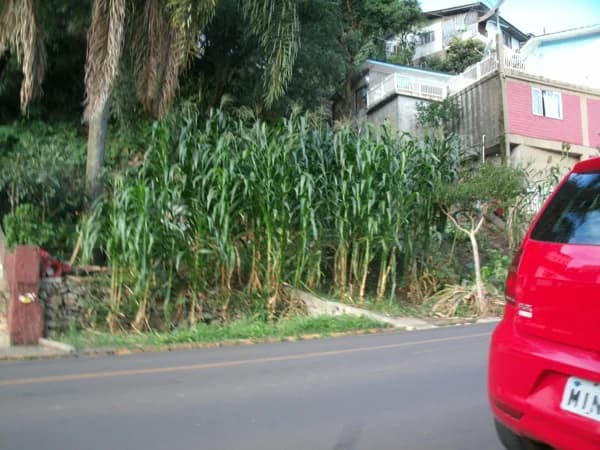 Terreno Lote para Venda em Alvorada Videira-SC