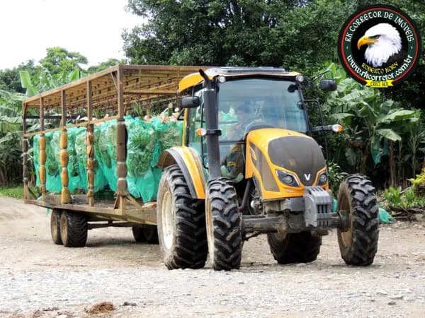 Fazenda Lavoura em Cubatão, Guaratuba/PR