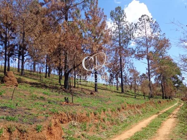 🌿✨ TERRENO EM SÃO LOURENÇO ✨🌿