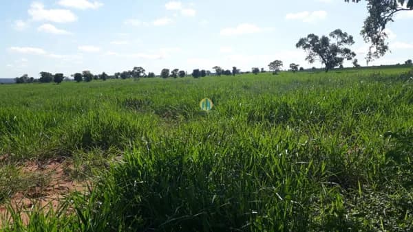 Fazenda/Sítios/Chácaras em Ribas do Rio Pardo - Centro