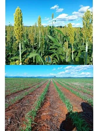 Fazenda/Sítios/Chácaras em Porto Nacional - Centro