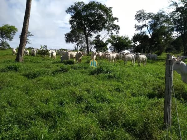 Fazenda em Pedra Preta á Venda !!