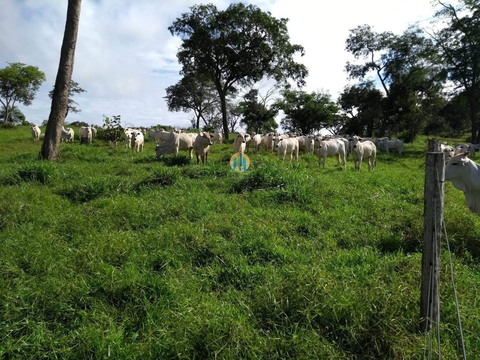 Fazenda em Pedra Preta á Venda !!