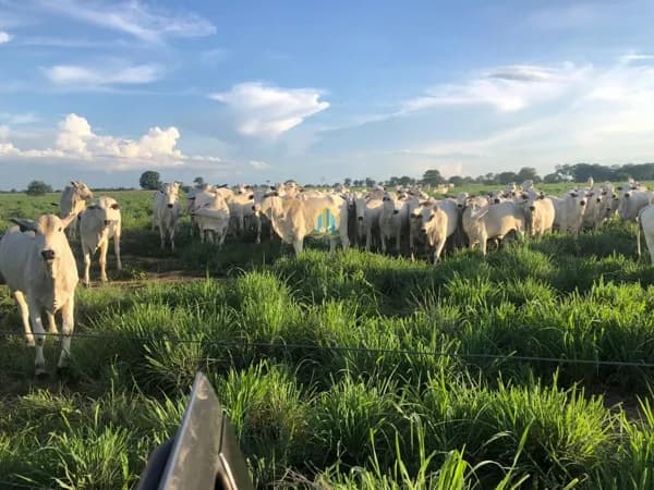 Fazenda á Venda em - MT