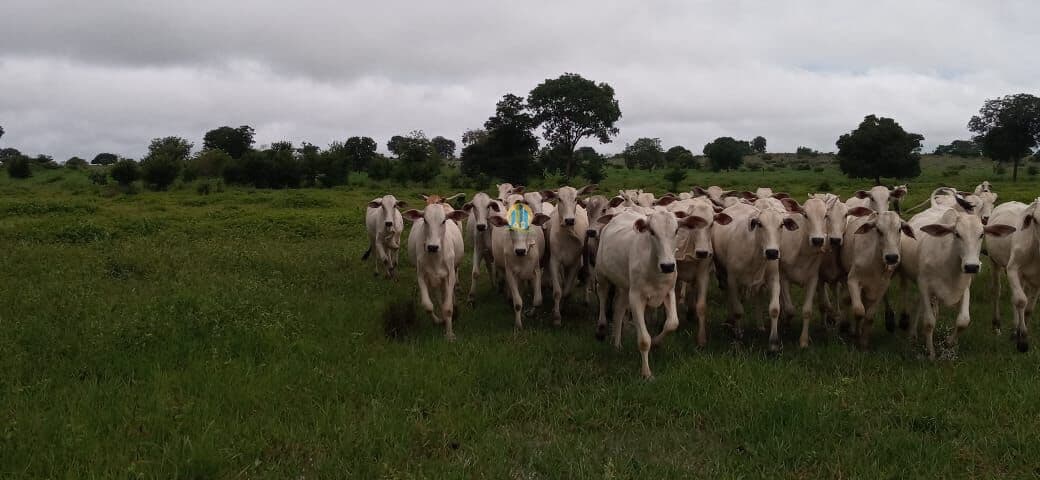 Fazenda/Sítios/Chácaras em Mundo Novo - Centro