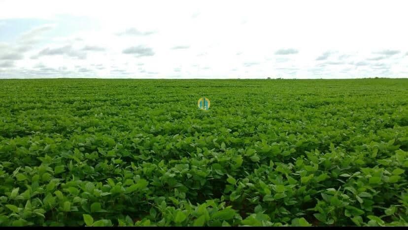 Fazenda/Sítios/Chácaras em Conceição do Araguaia - Centro