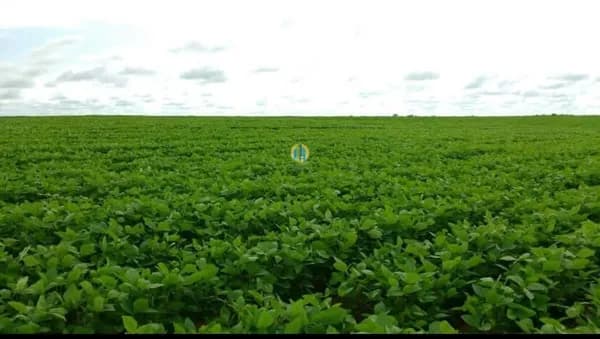 Fazenda/Sítios/Chácaras em Conceição do Araguaia - Centro