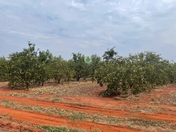 Fazenda/Sítios/Chácaras em Pedras de Maria da Cruz - Centro