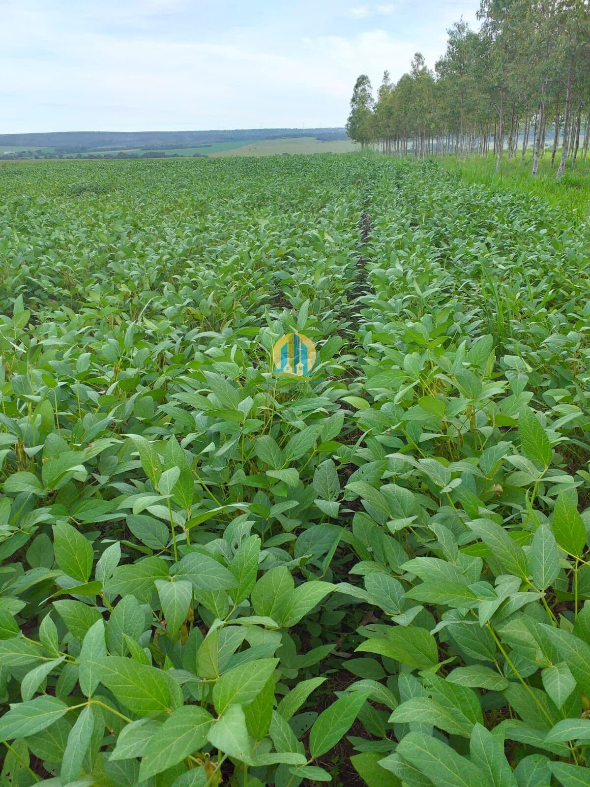 Fazenda/Sítios/Chácaras em Salvador - Brotas