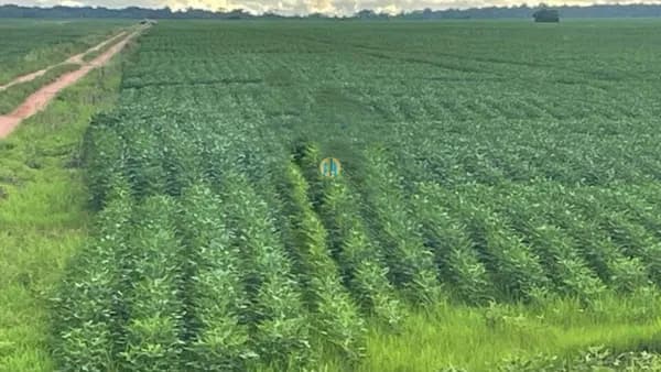 Fazenda á venda em Tocantins